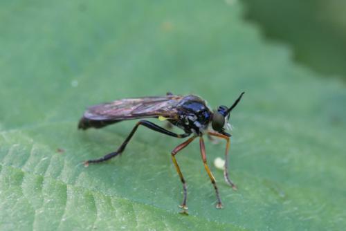 Dioctria rufipes